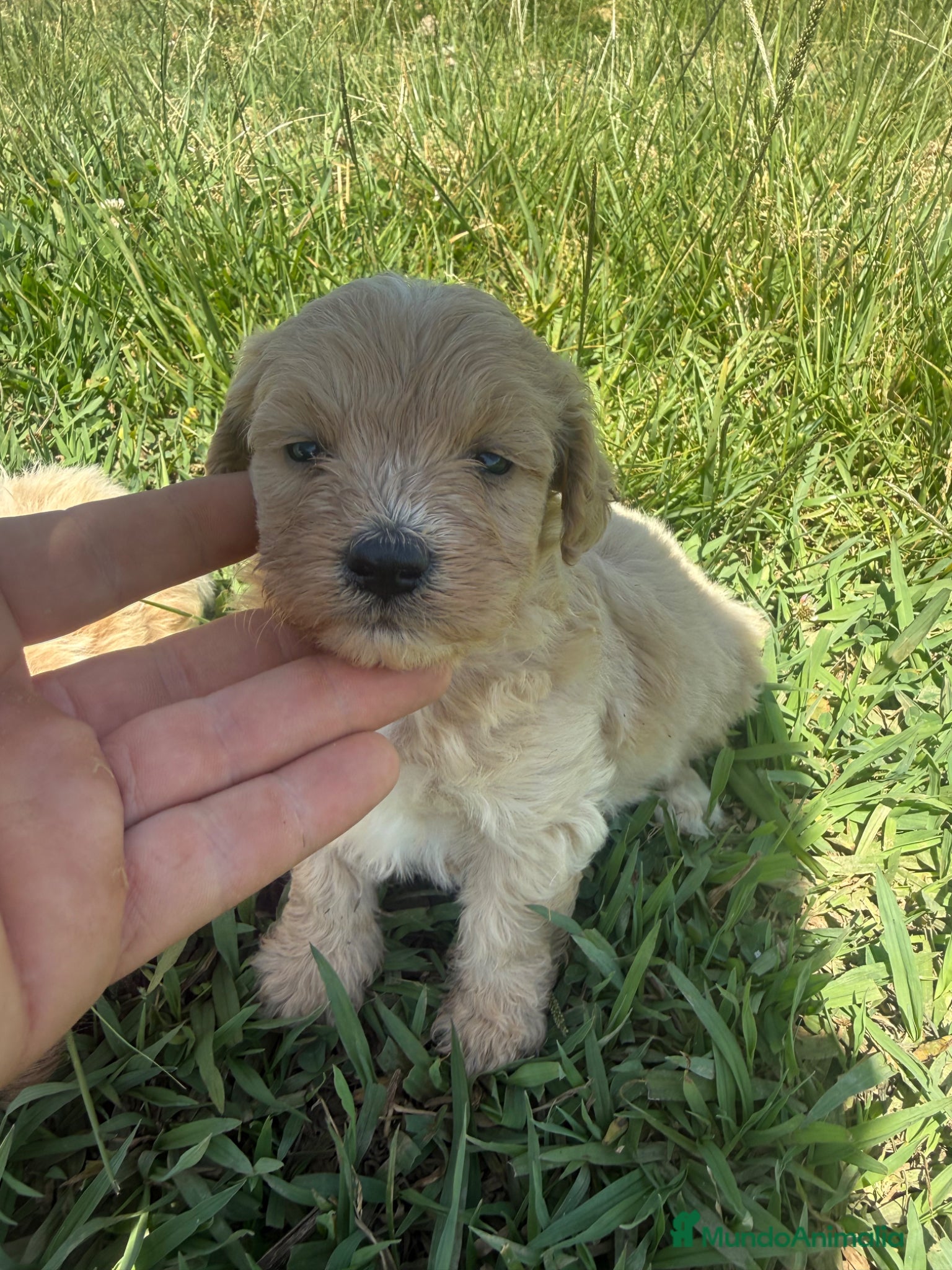 Maltipoo perros en venta: Maltipoo - Anuncio 1