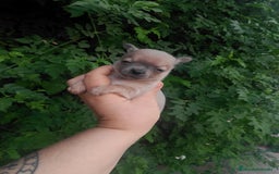 Chihuahua perros en venta: Camada de chihuahua toy  - Imagen 2