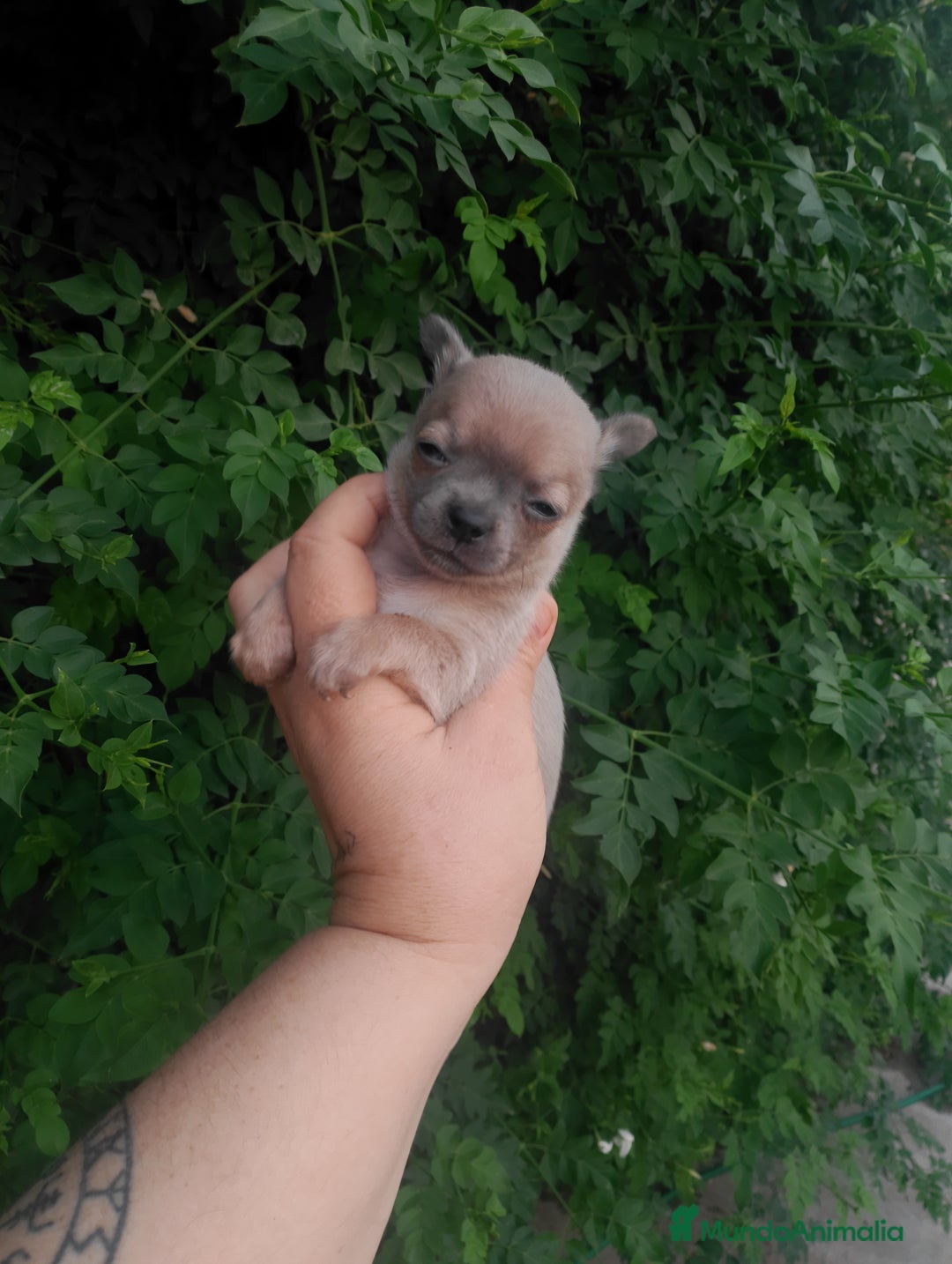 Chihuahua perros en venta: Camada de chihuahua toy  - Imagen 2