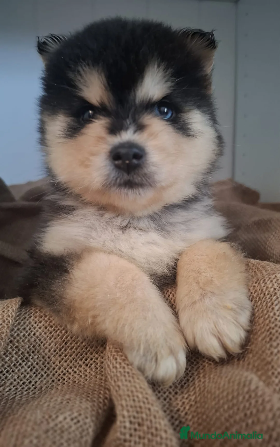 Pomsky perros en venta: POMSKY CACHORRO - Anuncio 1