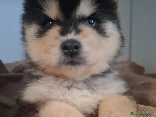Pomsky perros POMSKY CACHORRO - Anuncio 22