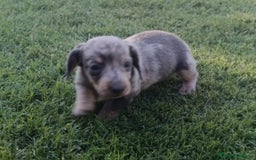 Teckel perros en venta: Teckel Hembra y Macho - Imagen 4