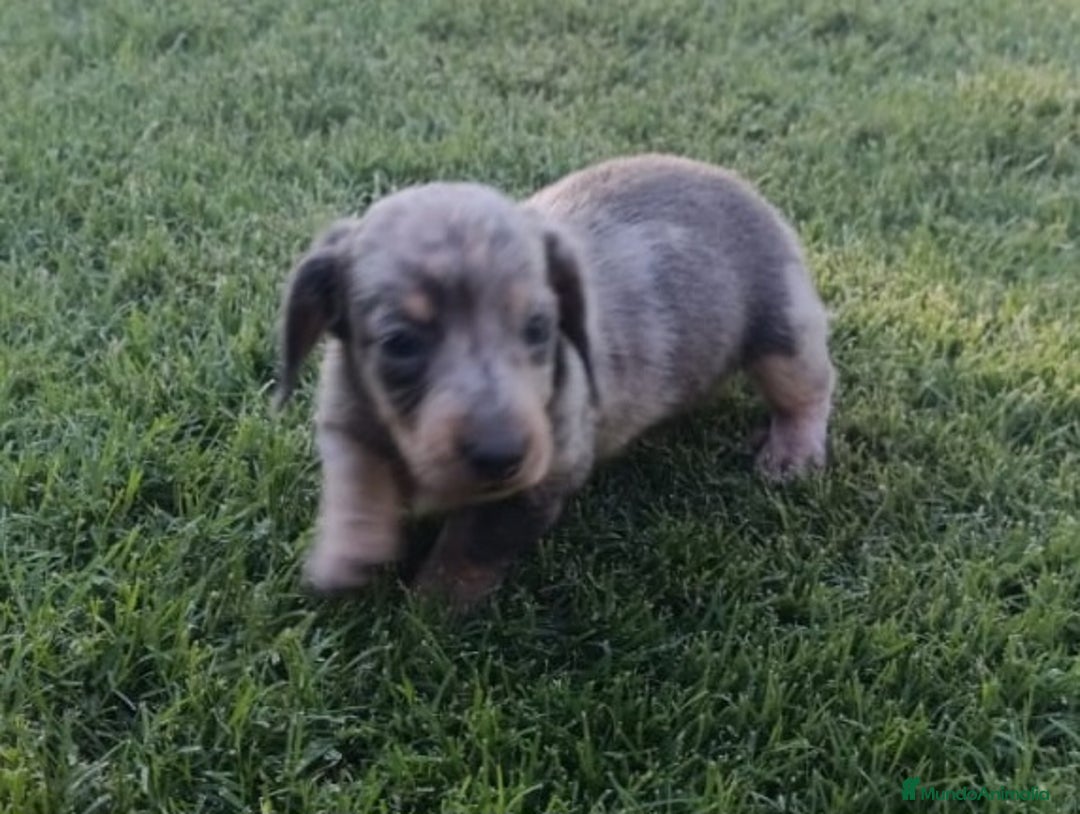 Teckel perros en venta: Teckel Hembra y Macho - Imagen 4