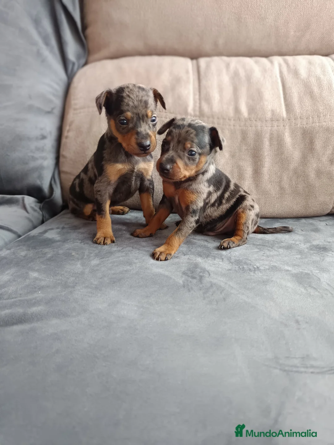 Pinscher Miniatura perros en venta: Pincher arlequín en Badajoz - Anuncio 2