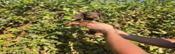 Teckel Miniatura perros en venta: TECKEL MINI & KANNINCHEN CHOCOLATE - Anuncio 1