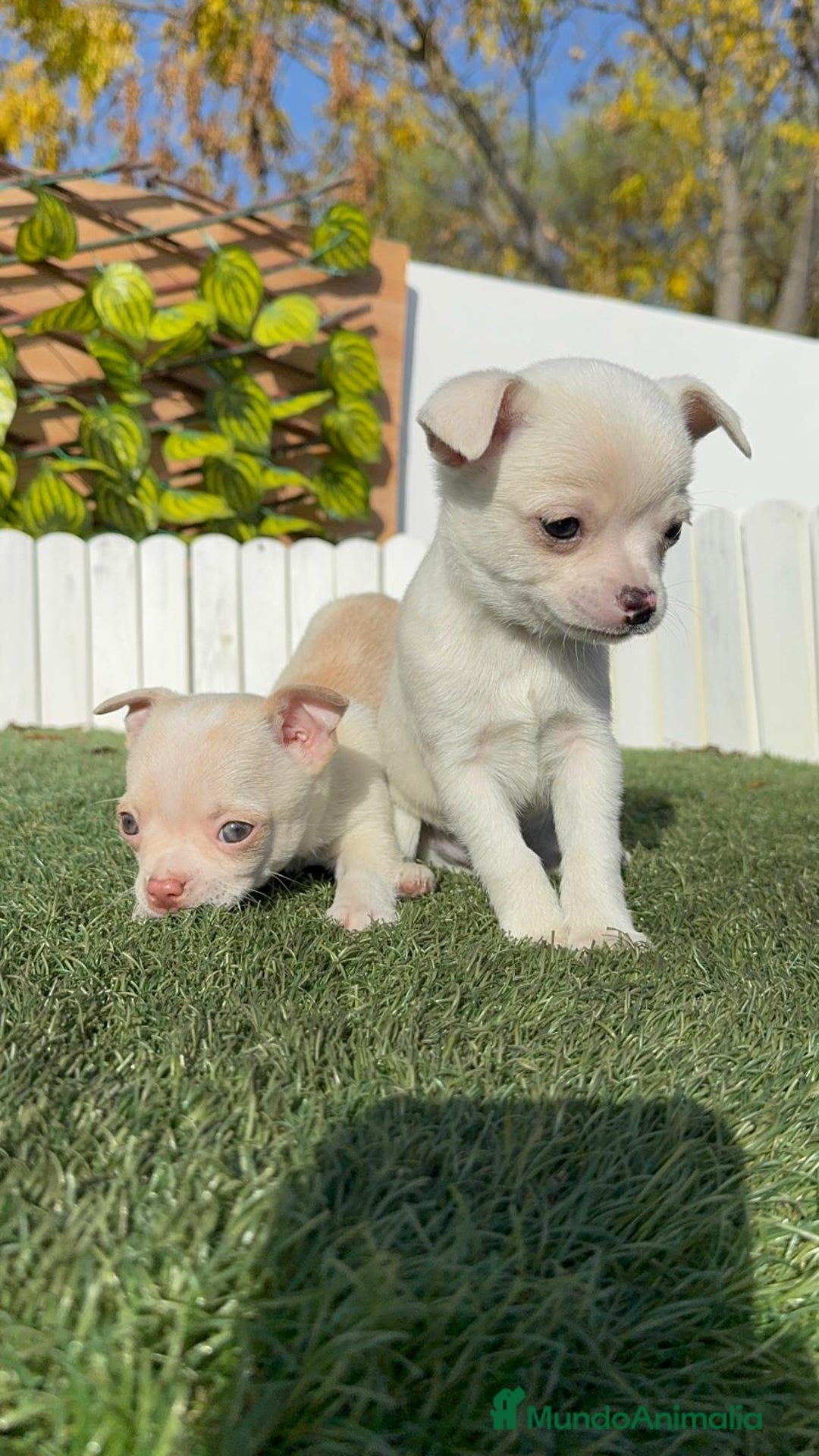 Chihuahua perros en venta: CHIHUAHUA MACHO - Anuncio 3