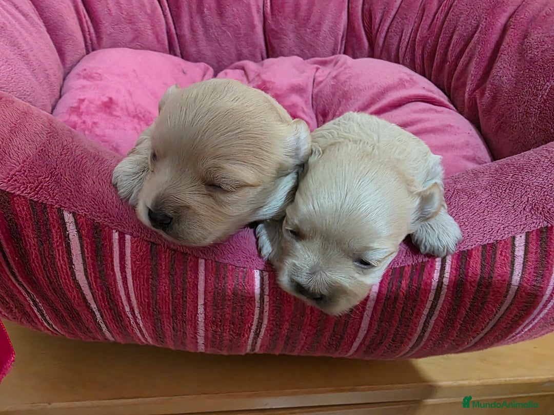Maltipoo perros en venta: Cachorritos maltipoo - Anuncio 2