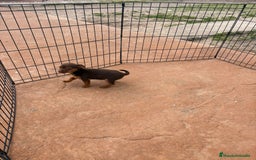 Pinscher Miniatura perros en venta: Mini-pinscher chocolate hembra - Anuncio 3