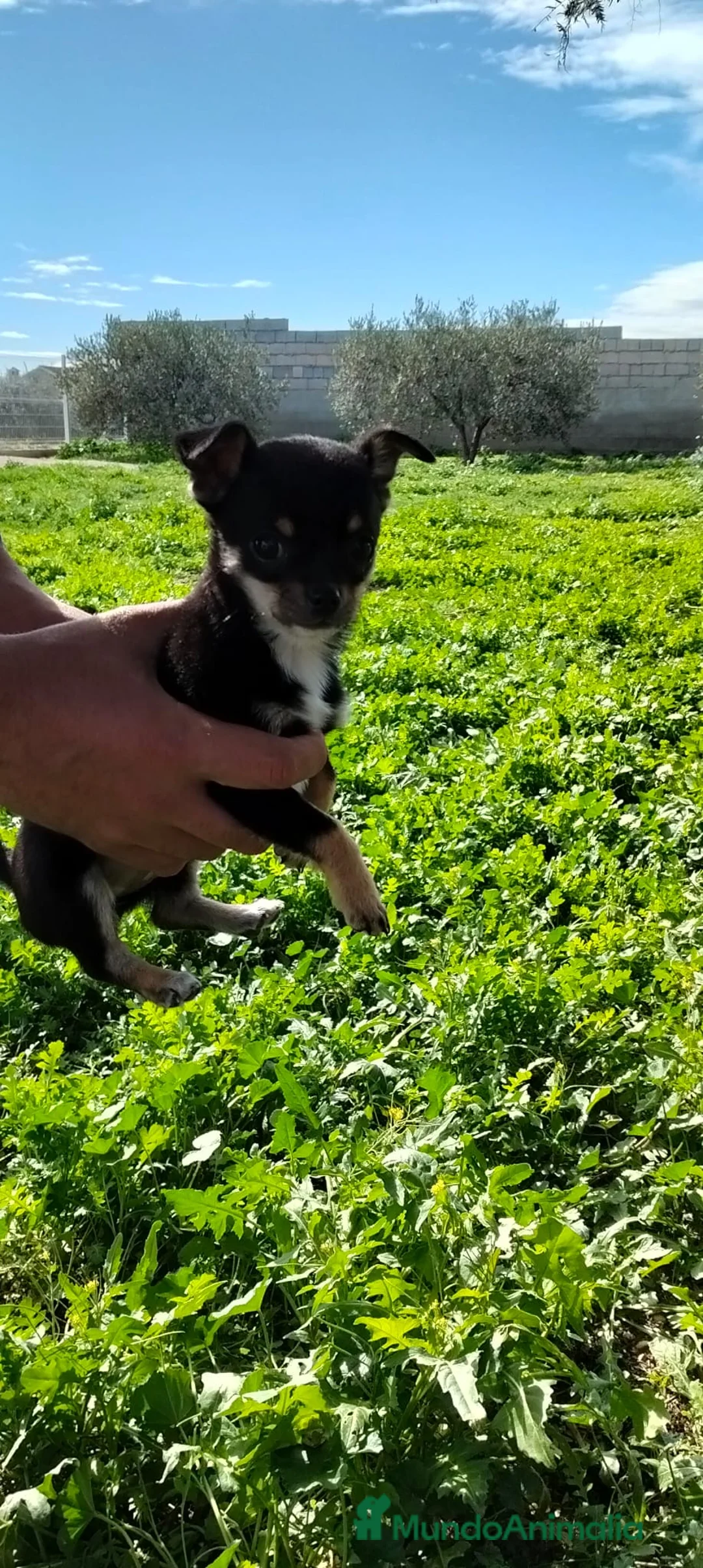 Chihuahua perros en venta: PRECIOSA PAREJA DE CHIHUAHUA HEMBRAS - Anuncio 2