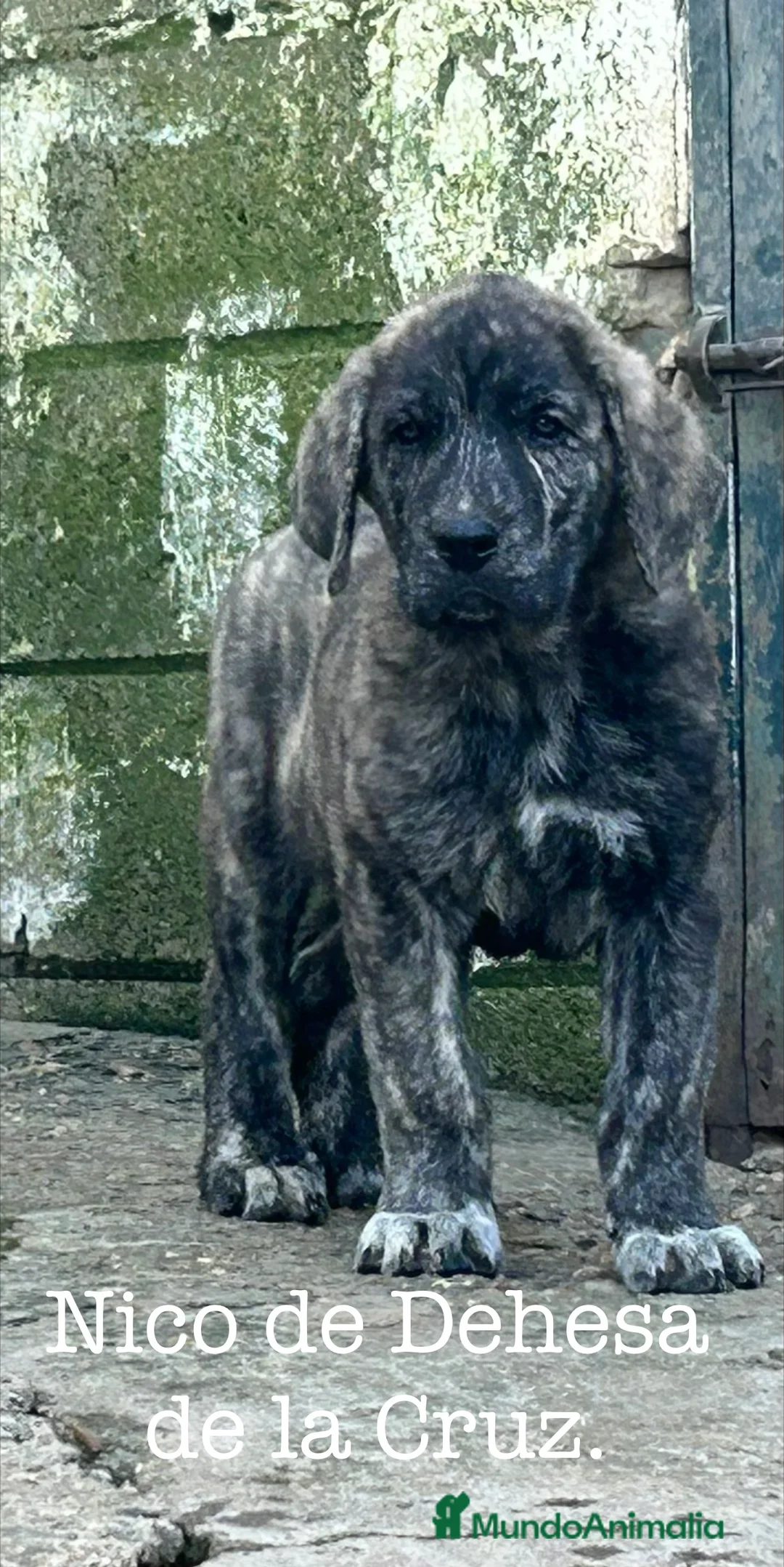 Mastín Español perros en venta: Mastín Español  - Anuncio 1