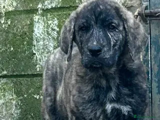 Mastín Español perros Mastín Español - Anuncio 6