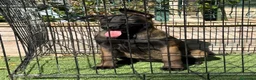 Pastor Belga Malinois perros en venta: Cachorra pastor belga Malinois  - Anuncio 3