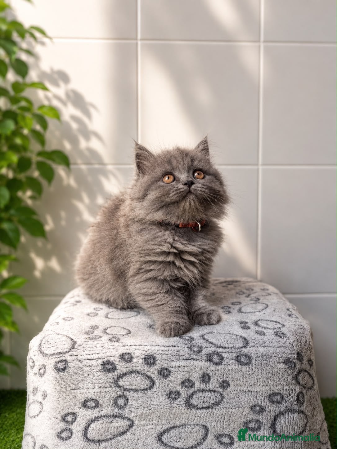 Británico de Pelo Largo gatos 🐱✨ Gatitos British Longhair disponibles - Anuncio 2