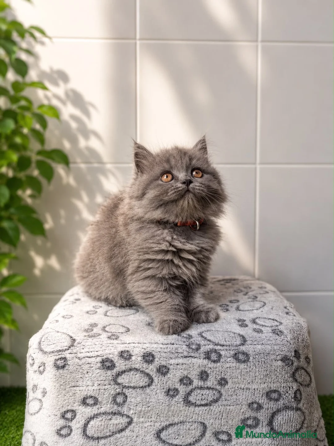 Británico de Pelo Largo gatos en venta: 🐱✨ Gatitos British Longhair disponibles - Anuncio 1