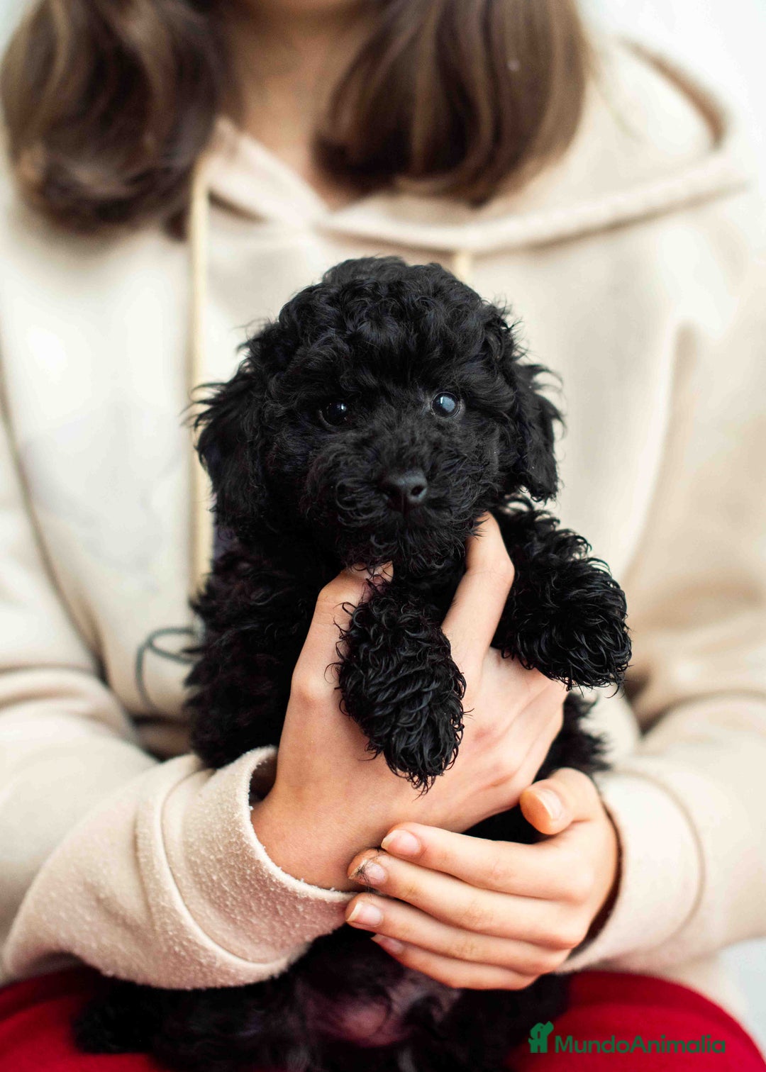 Caniche Toy perros en venta: Caniches negros - Anuncio 19