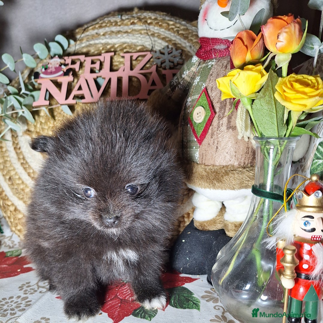 Pomerania perros en venta: POMERANIA  - Anuncio 3