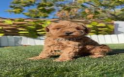 Caniche Toy perros en venta: CANICHE TOY MACHO - Anuncio 12