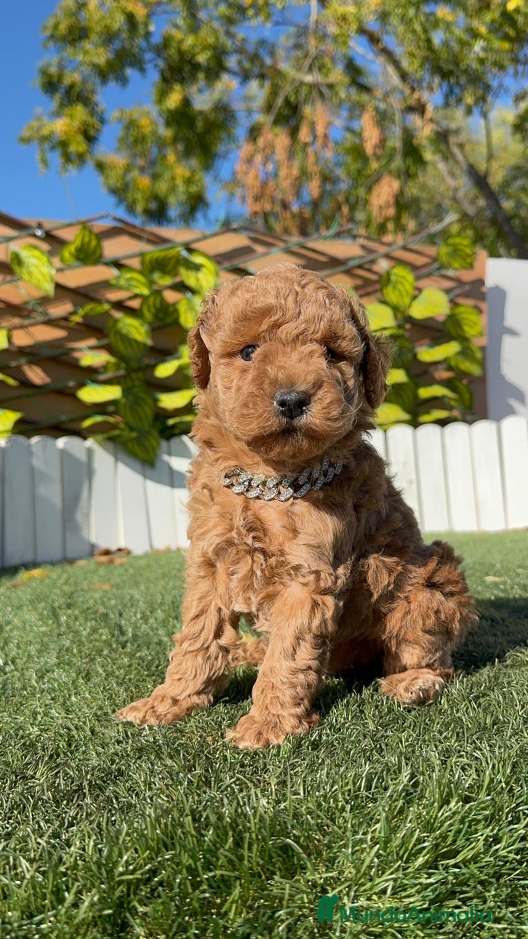 Caniche Toy perros en venta: CANICHE TOY MACHO - Anuncio 12