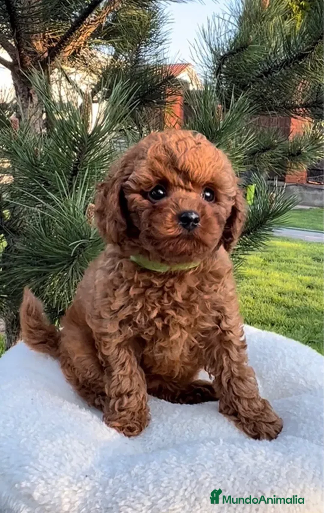 Caniche Toy perros en venta: caniche toy super pequeño - Anuncio 3