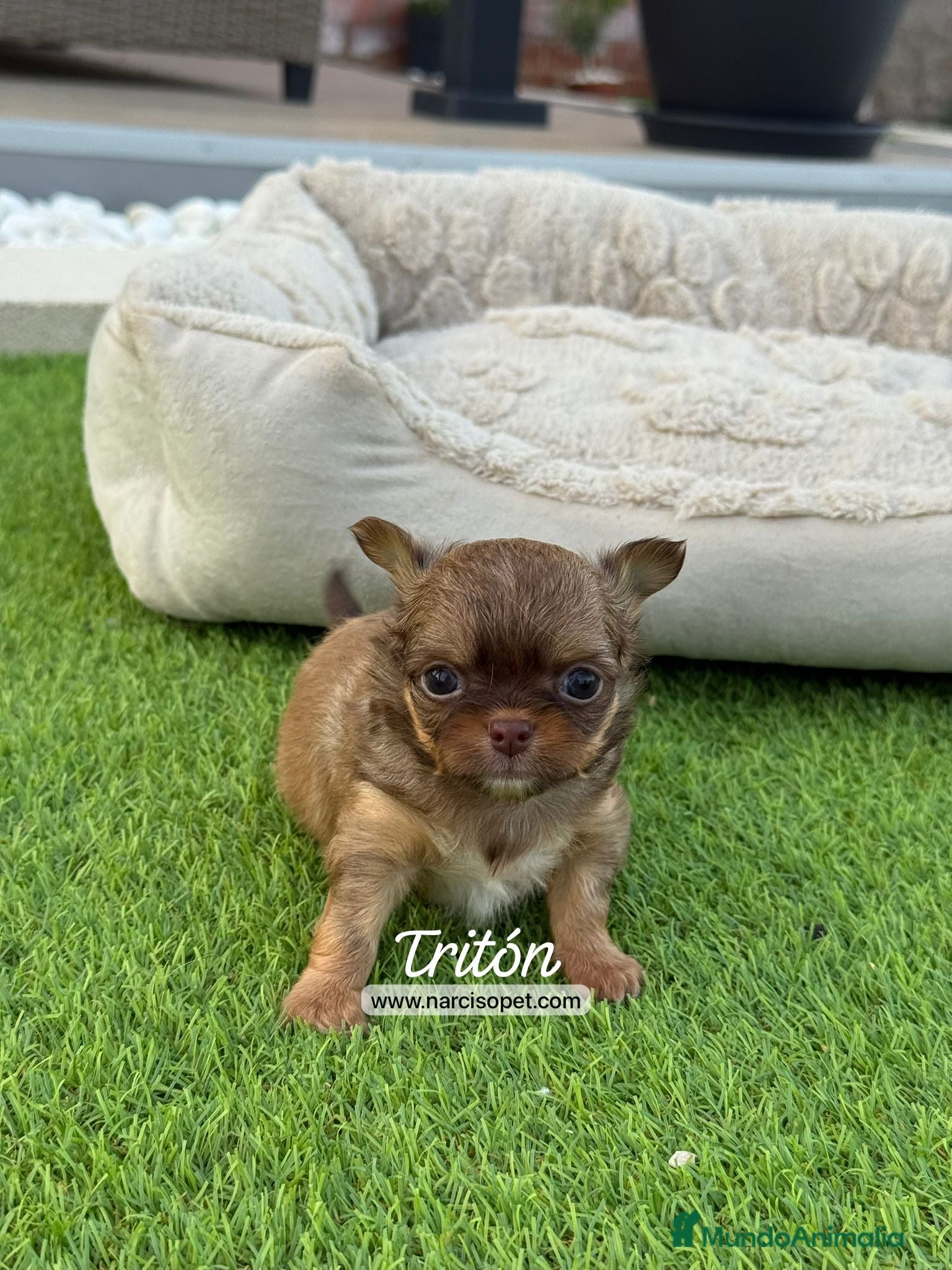 Chihuahua perros CHIHUAHUA PELO LARGO TOY - Anuncio 10