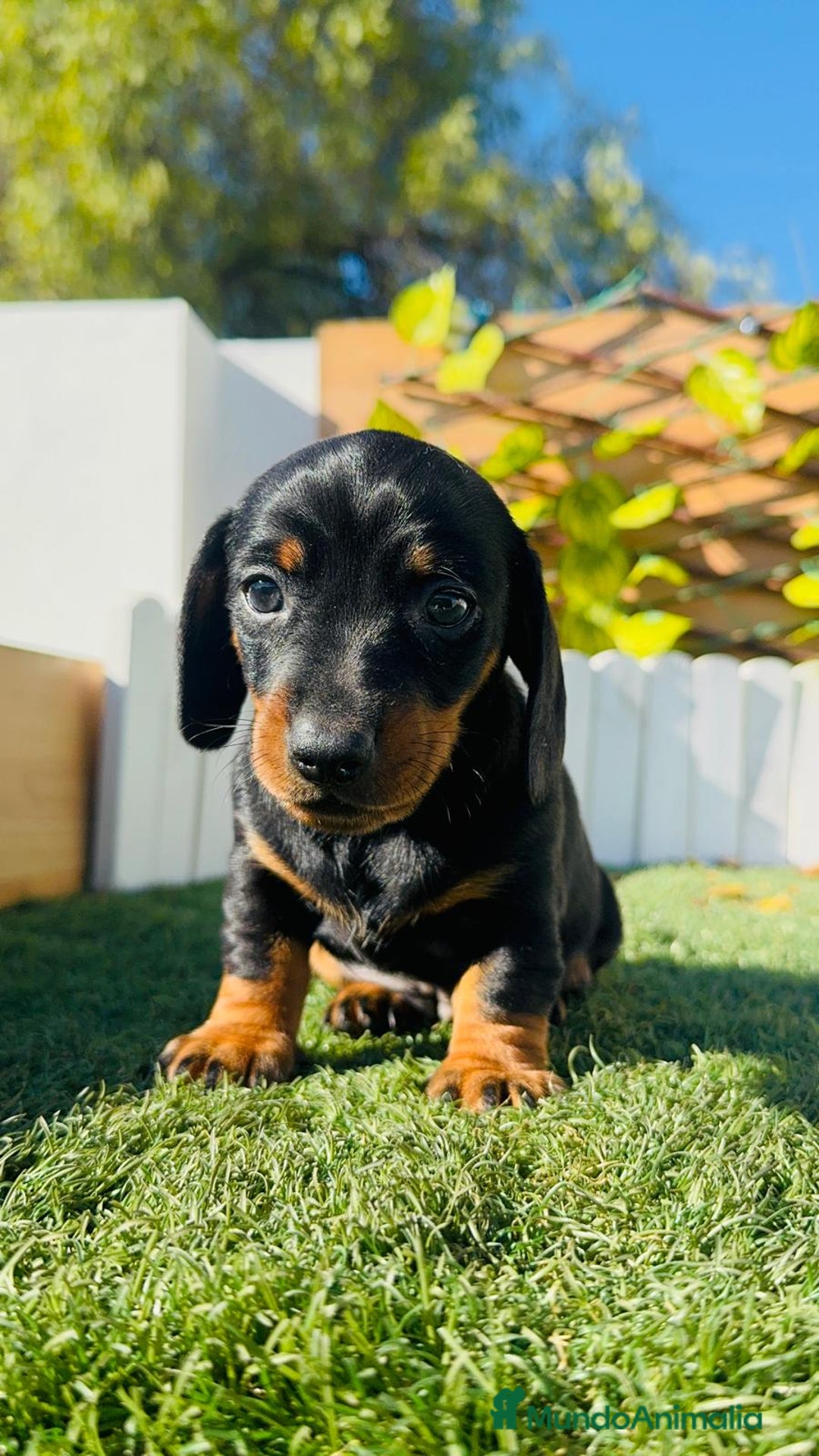 Teckel Miniatura perros en venta: TECKEL MINIATURA  - Anuncio 26