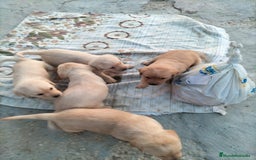 Labrador Retriever perros en venta: Labrador retriever  - Imagen 2