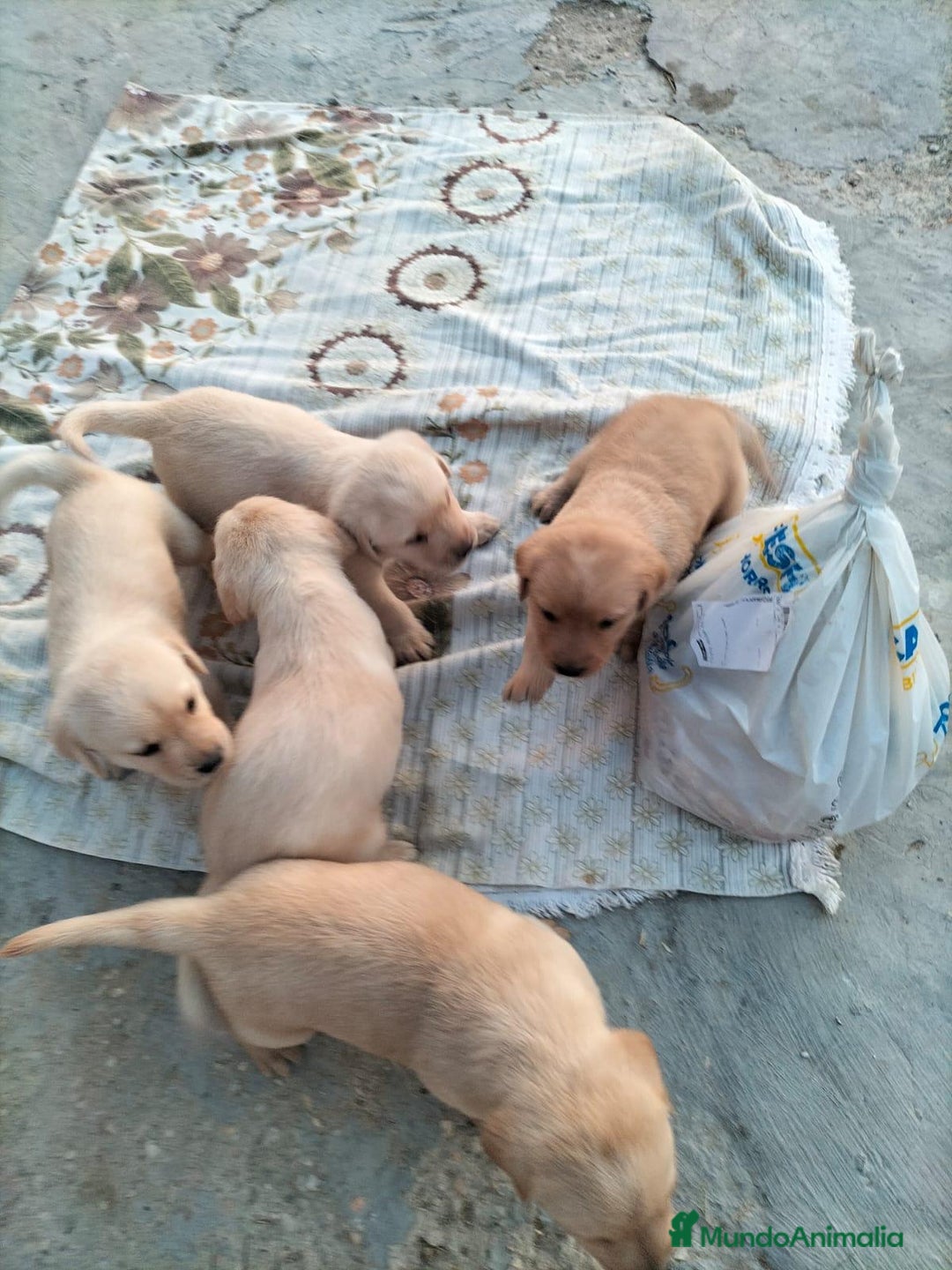 Labrador Retriever perros en venta: Labrador retriever  - Imagen 2
