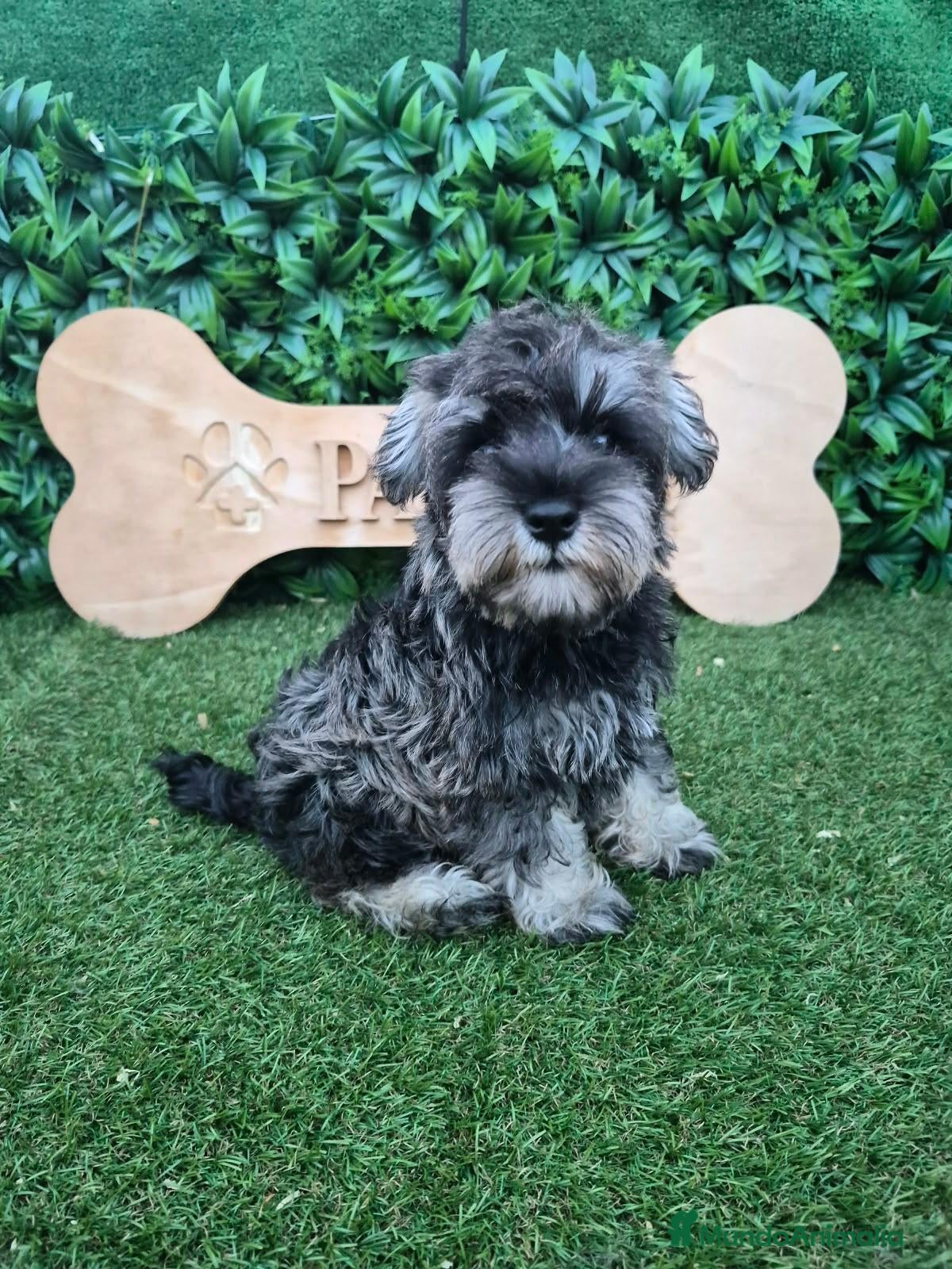 Schnauzer Miniatura perros Schnauzer sal y pimienta  - Anuncio 1