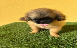 Pekinés perros en venta: Pekines Imperial cachorro hembra  - Imagen 7