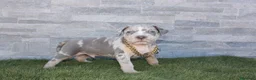 American Pit Bull Terrier perros en venta: American Pit bull - Anuncio 13