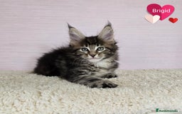 Maine Coon gatos en venta: Gatitos Maine Coon - Imagen 2