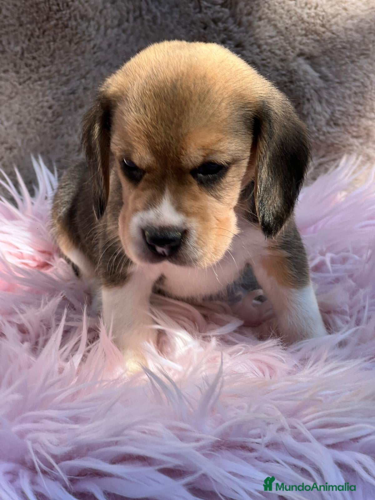 Beagle perros BEAGLE TRICOLOR DISPONIBLES - Anuncio 2