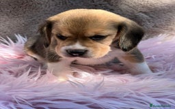 Beagle perros en venta: BEAGLE TRICOLOR DISPONIBLES - Imagen 2