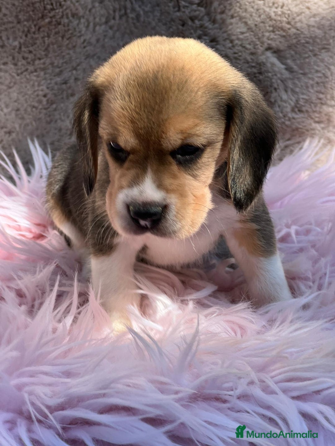 Beagle perros en venta: BEAGLE TRICOLOR DISPONIBLES - Imagen 2