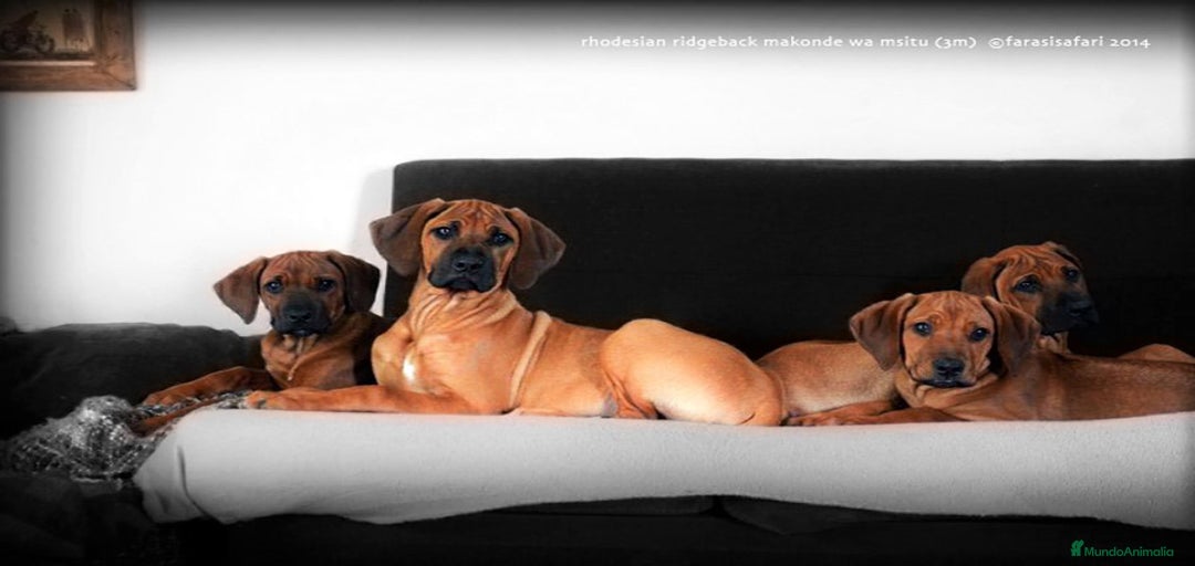 Imagen de galería {{count}}