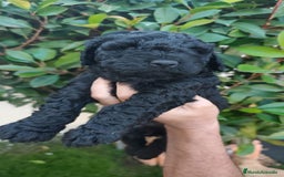 Perro de Agua Español perros en venta: Machos disponibles - Imagen 1
