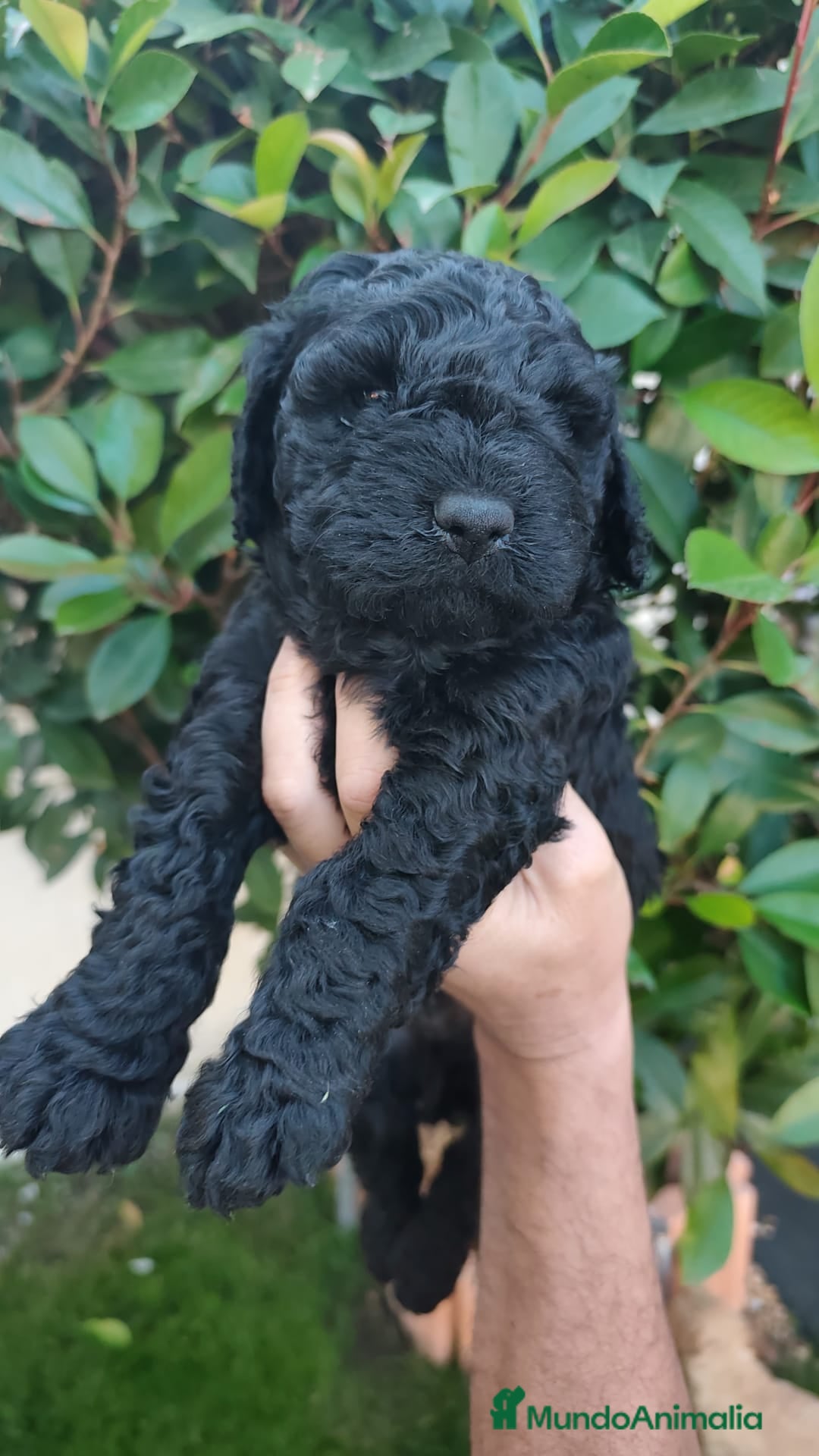 Perro de Agua Español perros en venta: Machos disponibles - Imagen 1