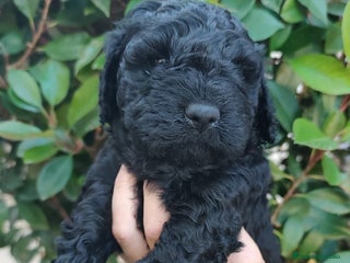 Perro de Agua Español perros - Anuncio 4