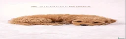 Maltipoo perros en venta: MALITPOO TOY APRICOT - Anuncio 3