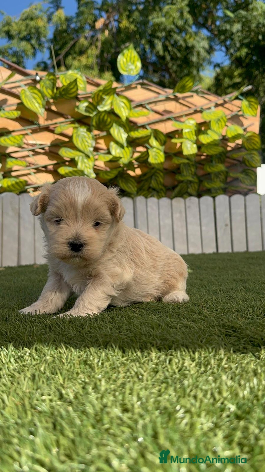 Maltipoo perros en venta: MALTIPOO MACHO - Imagen 11