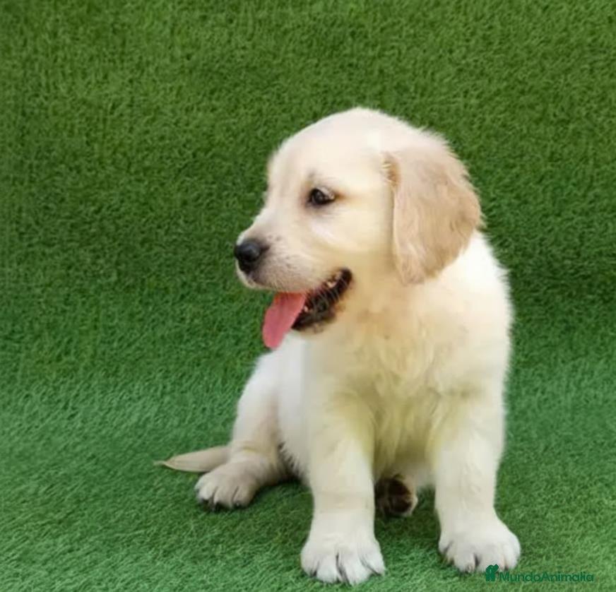 Golden Retriever perros Golden Retriever - Anuncio 1