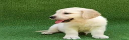 Golden Retriever perros en venta: Golden Retriever - Anuncio 1