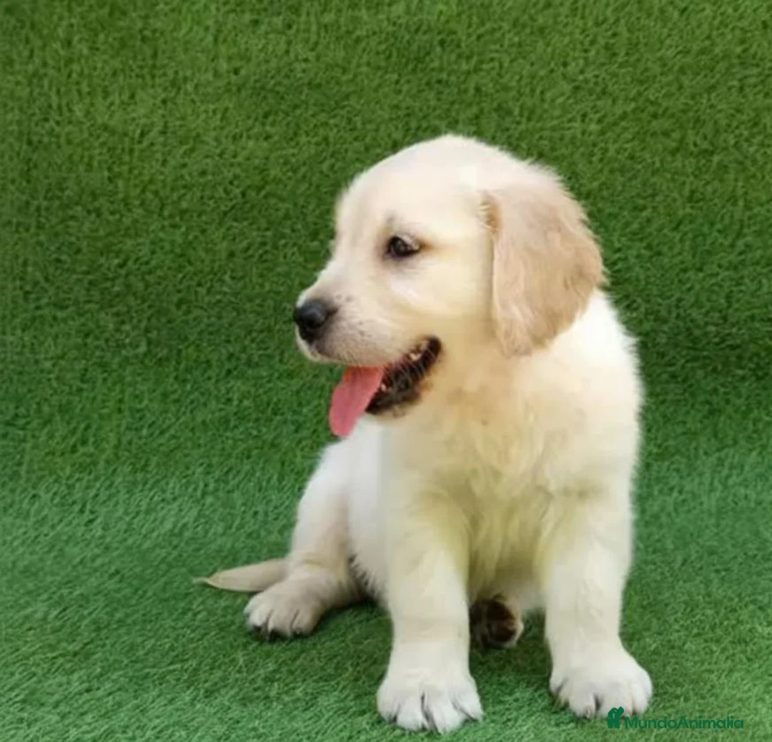 Golden Retriever perros en venta: Golden Retriever - Anuncio 1