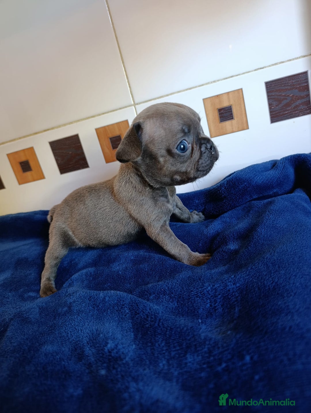 Bulldog Francés perros en venta: Bulldog Francés Hembras - Anuncio 2