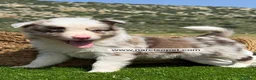 Border Collie perros en venta: BORDER COLLIE RED MERLE MACHO - Anuncio 1