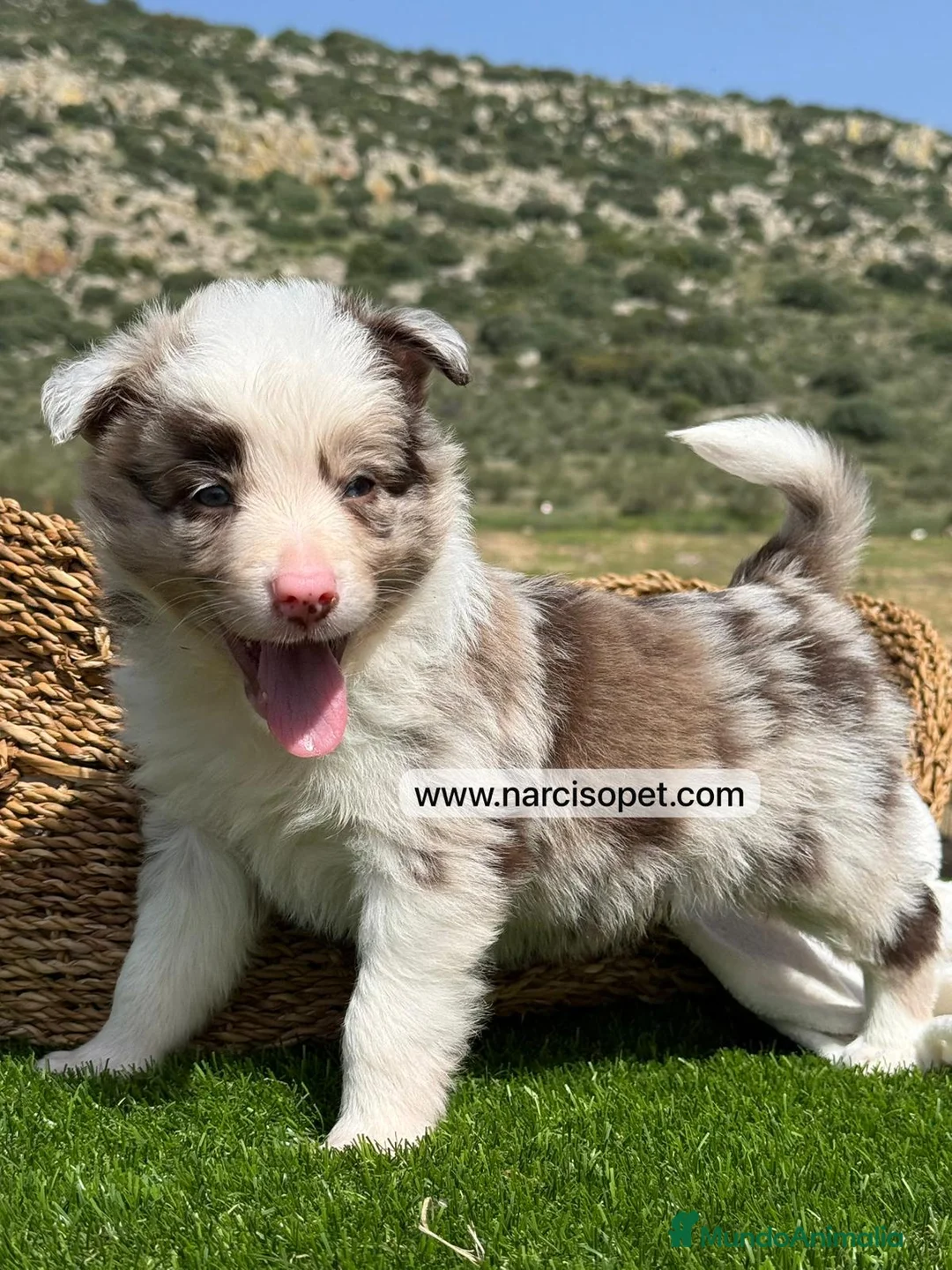 Border Collie perros en venta: BORDER COLLIE RED MERLE MACHO - Anuncio 1