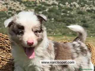 Border Collie perros BORDER COLLIE RED MERLE MACHO - Anuncio 14