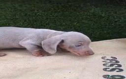 Teckel Miniatura perros en venta: Teckel Mini Isabellos - Anuncio 1