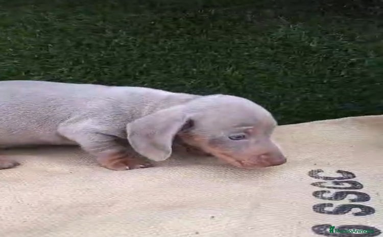 Teckel Miniatura perros Teckel Mini Isabellos - Anuncio 1