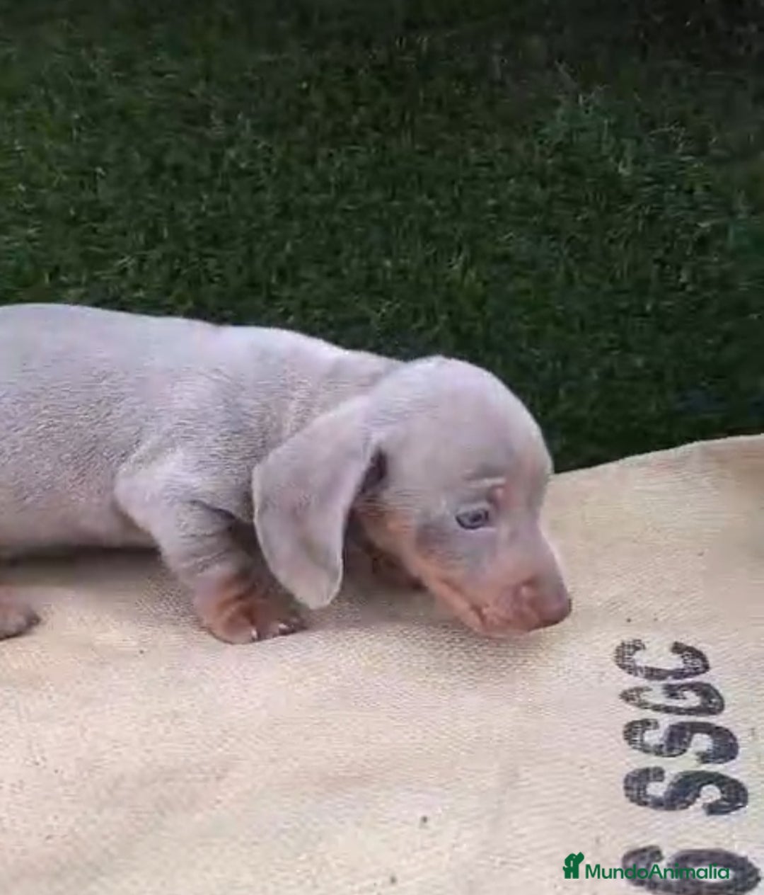 Teckel Miniatura perros en venta: Teckel Mini Isabellos - Anuncio 1